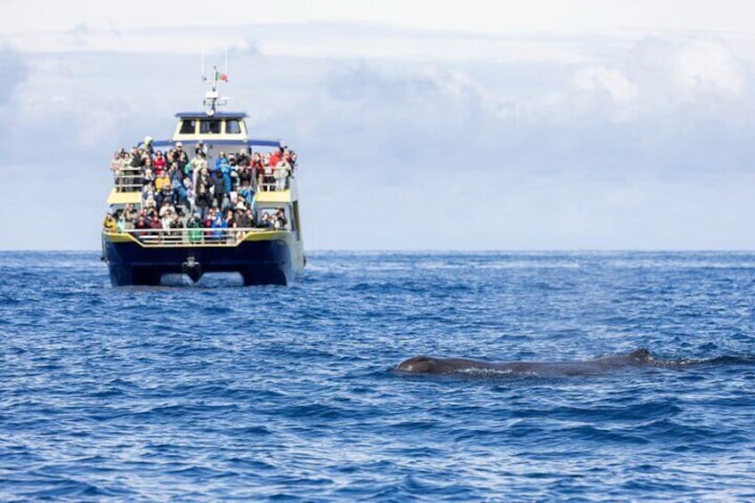 Un bote con pasajeros y una ballena en el agua. 4