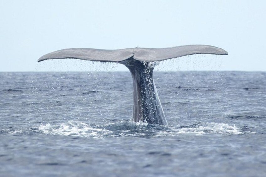 Blue whale getting ready to dive. 5