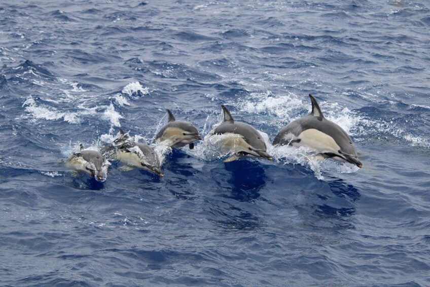 A common dolphin family swimming along. 5
