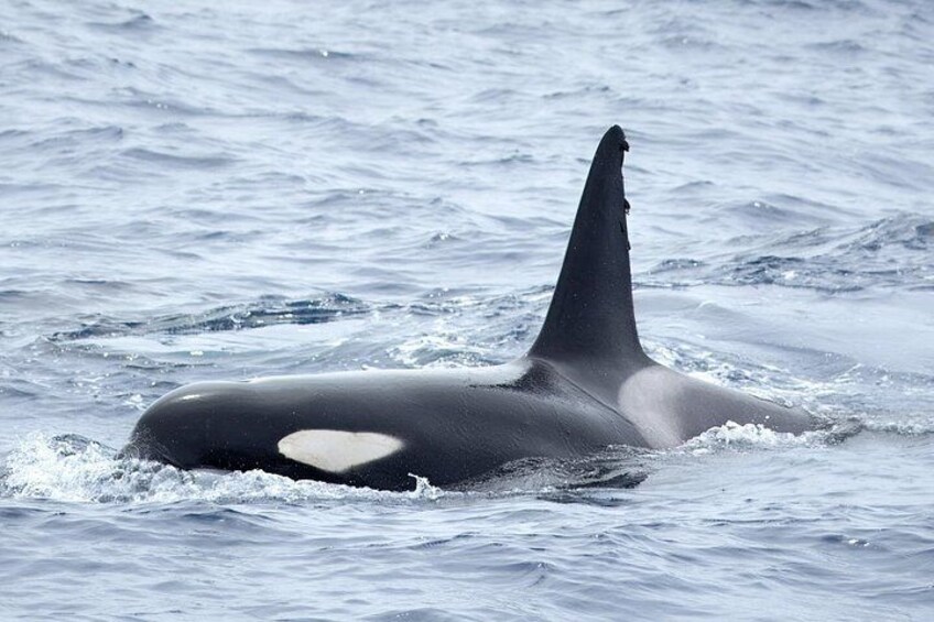 Orca peaking through the waves. 4