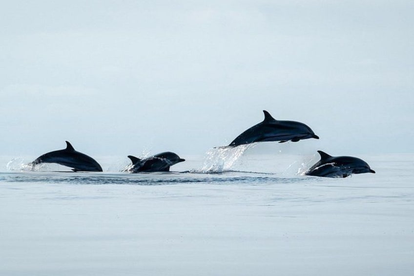 Common dolphins skipping along 3