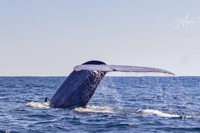 Blue Whale tail, during one of our Whale Watching tours 1