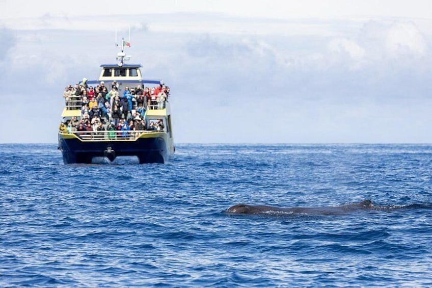 Spotting a whale on our Catamaran 4