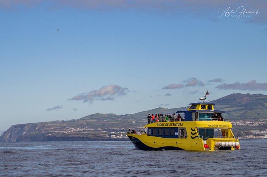 Our brand new Catamaran heading to see whales and Dolphins 5