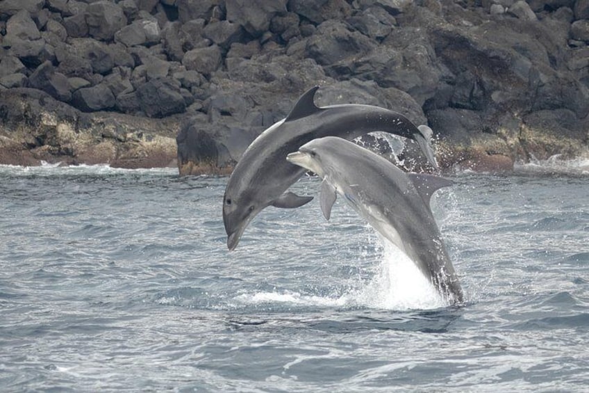 Bottlenose Dolphins socializing. 3