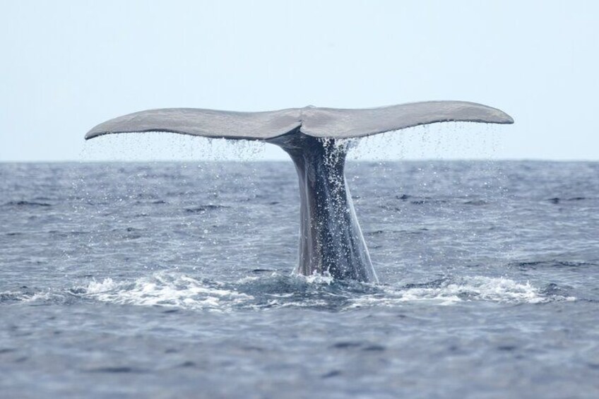 Blue whale getting ready to dive. 2
