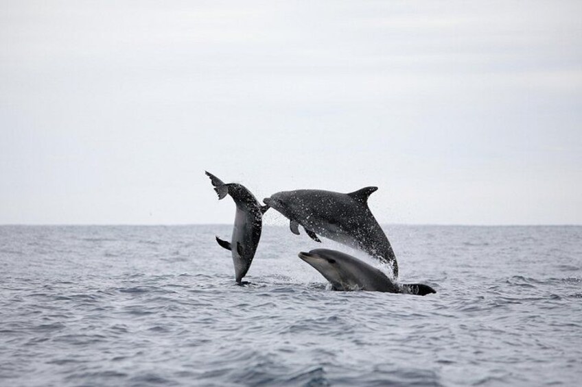 Happy Bottlenose Dolphins 3