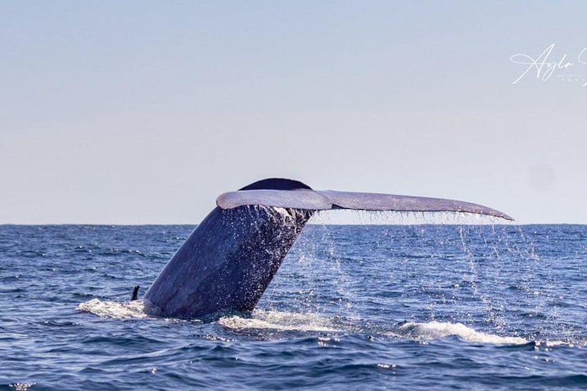 Blue Whale tail, during one of our Whale Watching tours 1