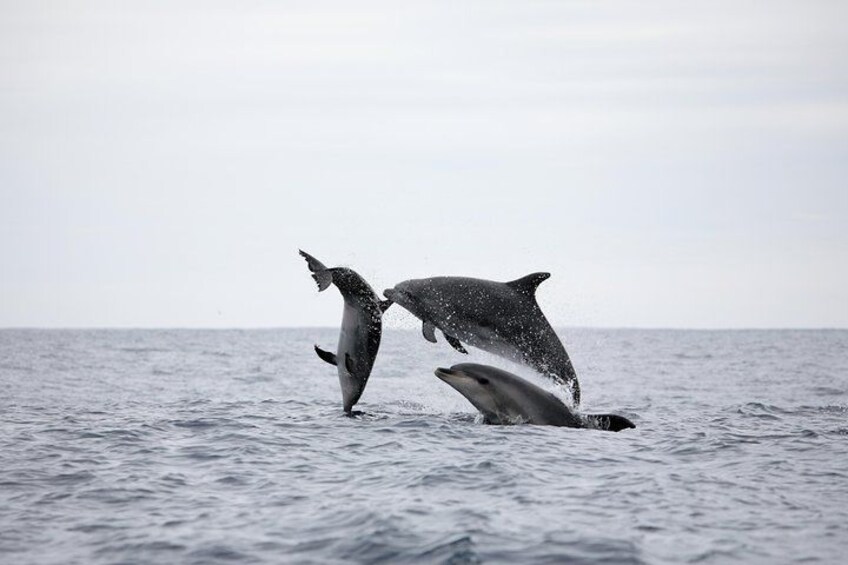 Happy Bottlenose Dolphins 3