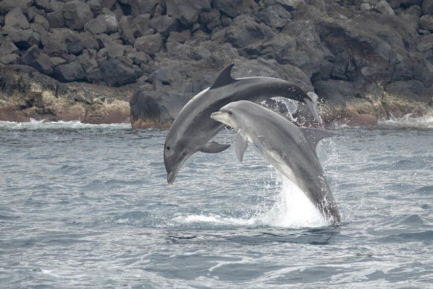 Bottlenose Dolphins socializing. 2