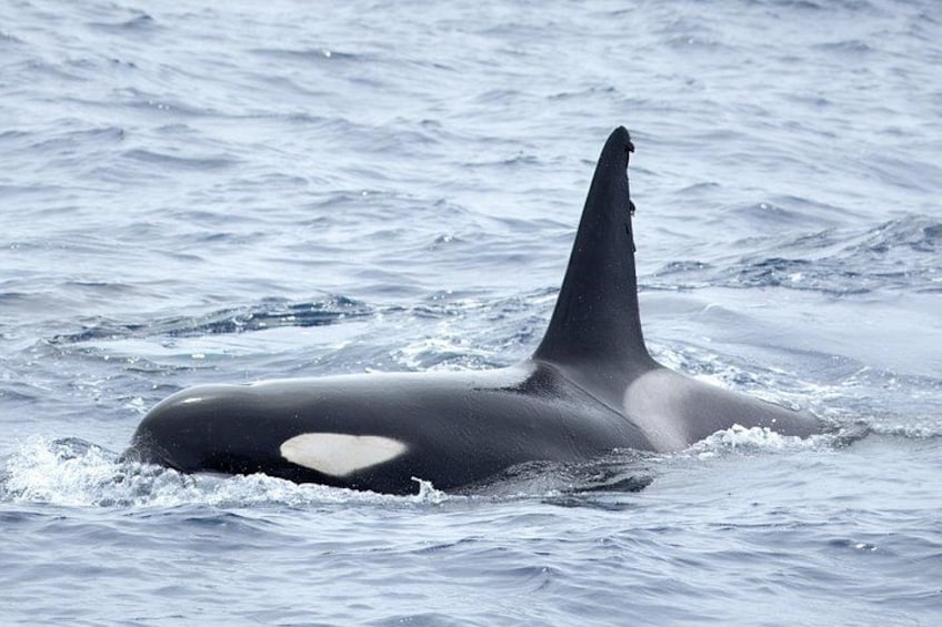 A large orca with a distinctive white patch on its back, swimming in the ocean. 3