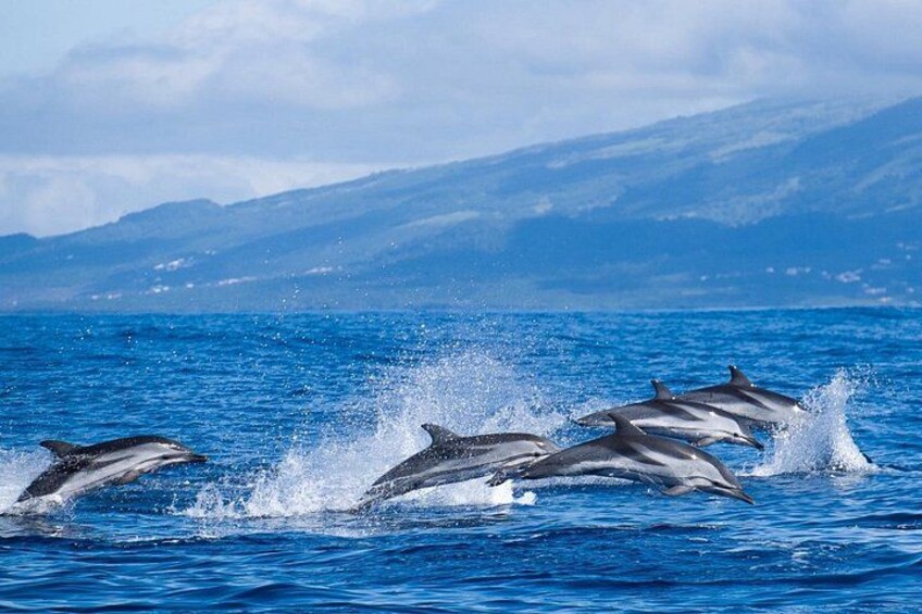 Free Stripped dolphins in the Azores 3