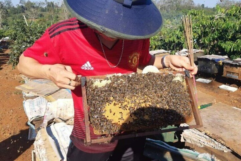 A person in a red shirt holding a beehive frame with bees. 5