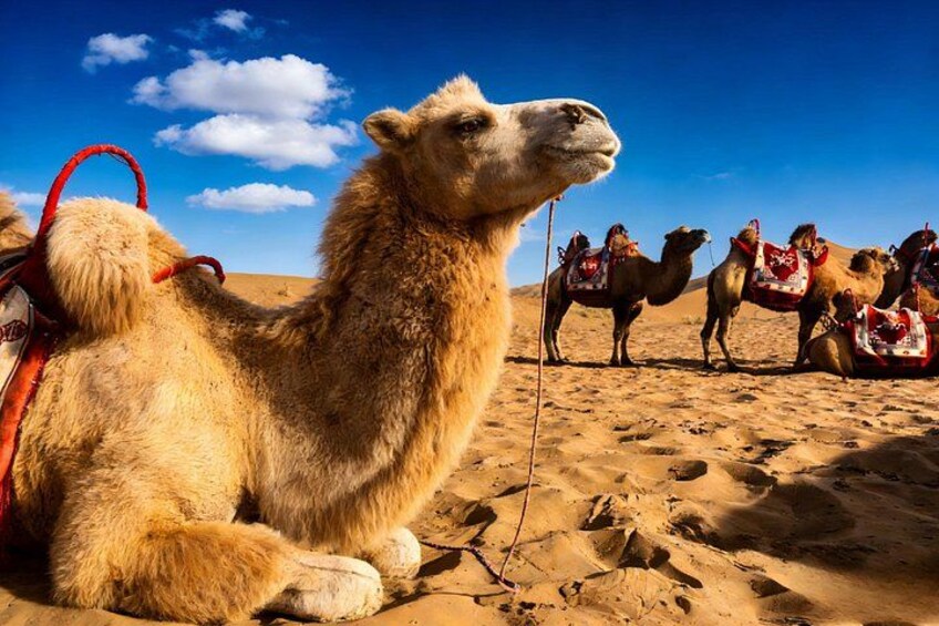 A camel with a saddle in a desert landscape. 1