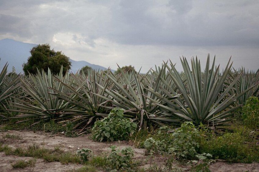 Ultimate Hierve el Agua Hike + Mezcal 3