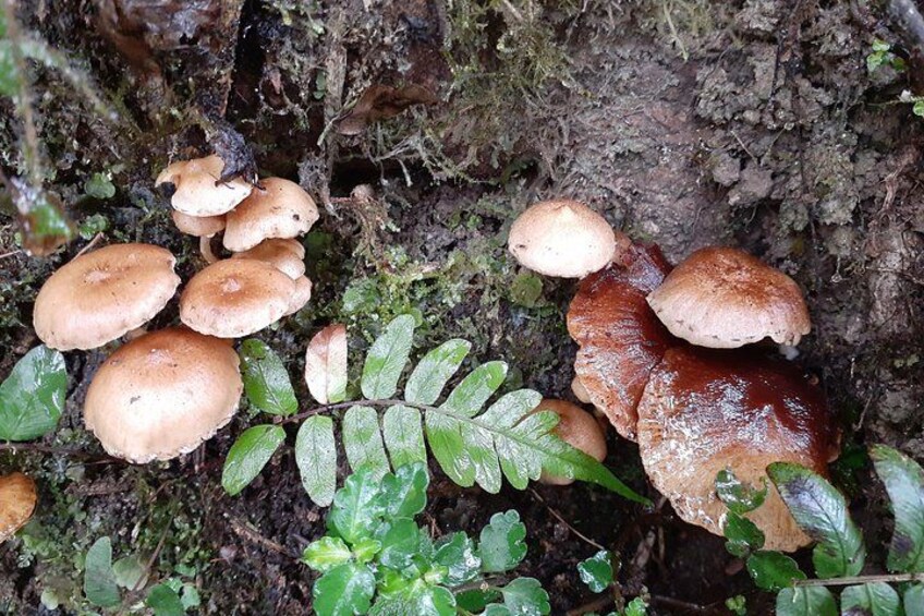 Mindo Cloud Forest & Adventure Tour 3