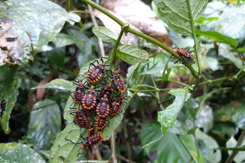 Mindo Cloud Forest & Adventure Tour 4