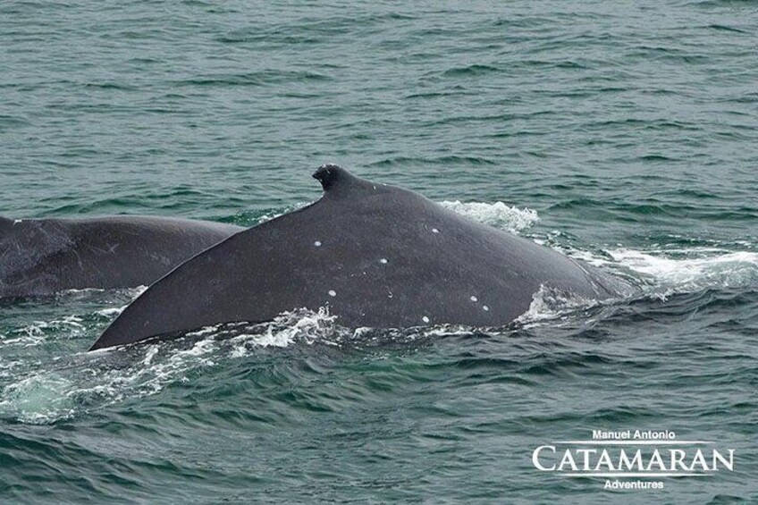 Catamaran Ocean King Manuel Antonio 5