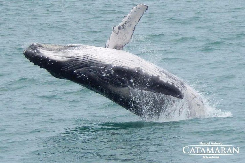 Catamaran Ocean King Manuel Antonio 2