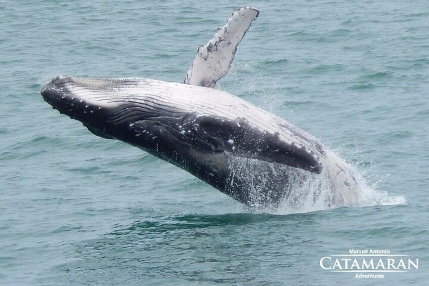 Catamaran Ocean King Manuel Antonio 2