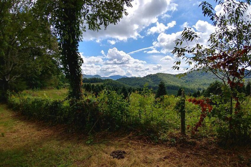 A vineyard with rows of grapevines, a tree, and a mountainous landscape in the background. 4