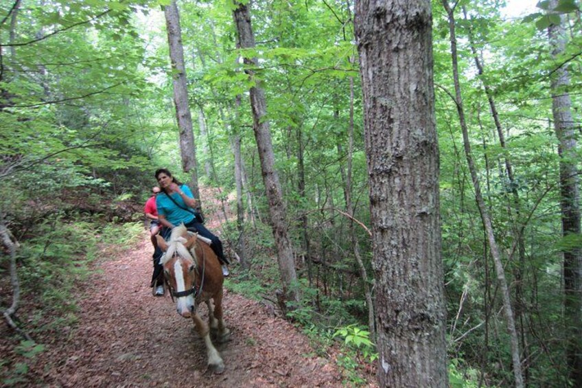 A person riding a horse on a forest trail. 5