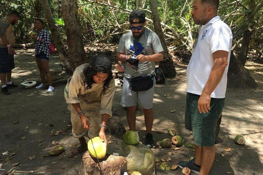 People examining coconuts in a forested area. 5