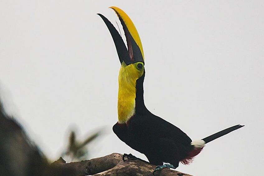 Un toucan était perché sur une branche. 4