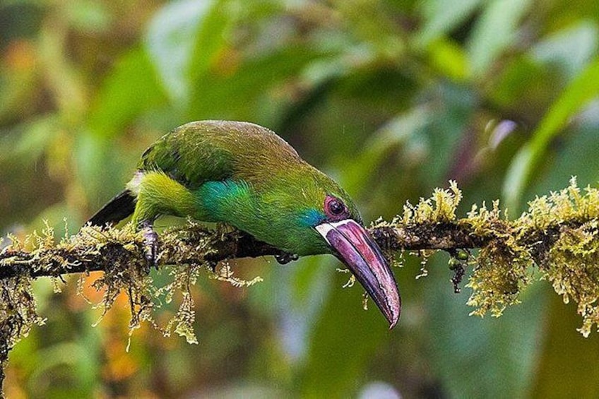 Un oiseau au long bec était perché sur une branche recouverte de mousse. 5