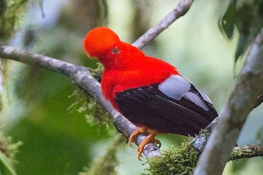 Un oiseau rouge était perché sur une branche. 3