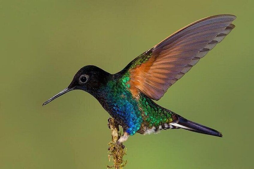 Un colibri en plein vol, aux plumes vertes et bleues chatoyantes, perché sur une branche. 1