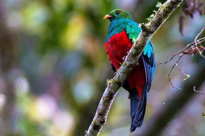 Un oiseau aux couleurs vives était perché sur une branche. 2