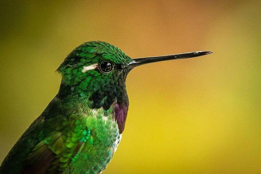 Een close-up van een kolibrie met iriserende groene veren en een lange snavel. 2