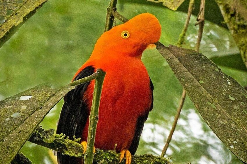 A bright orange bird perched on a branch. 4