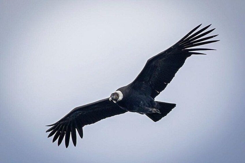 Un oiseau de proie en plein vol, sur fond de ciel dégagé. 5