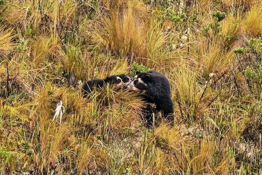 Un ours dans un champ d’herbe. 4