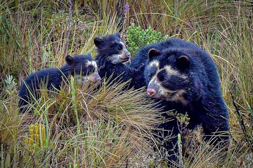 Un ours avec ses petits dans une zone herbeuse. 3