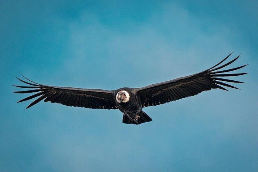 Un grand oiseau de proie en plein vol, se détachant sur un ciel bleu clair. 1