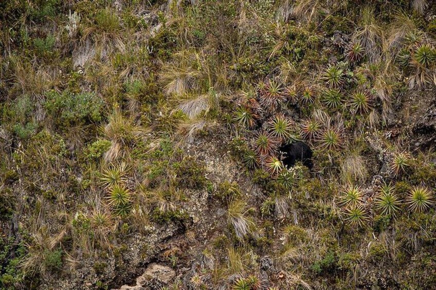 Un terrain rocheux à la végétation clairsemée, composé principalement de petits arbustes et d’herbes. 2