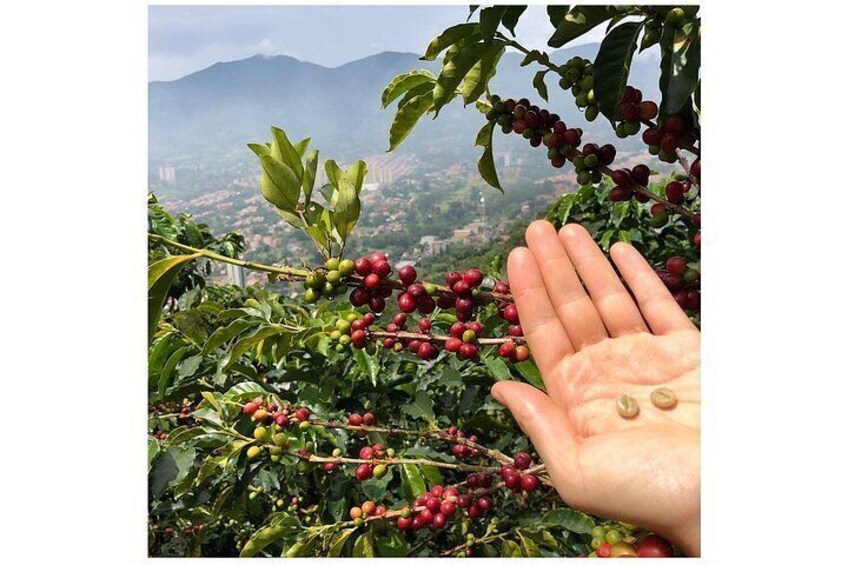 Half-Day Coffee Tour: From the Seed to the Cup, Farm & roastery 2