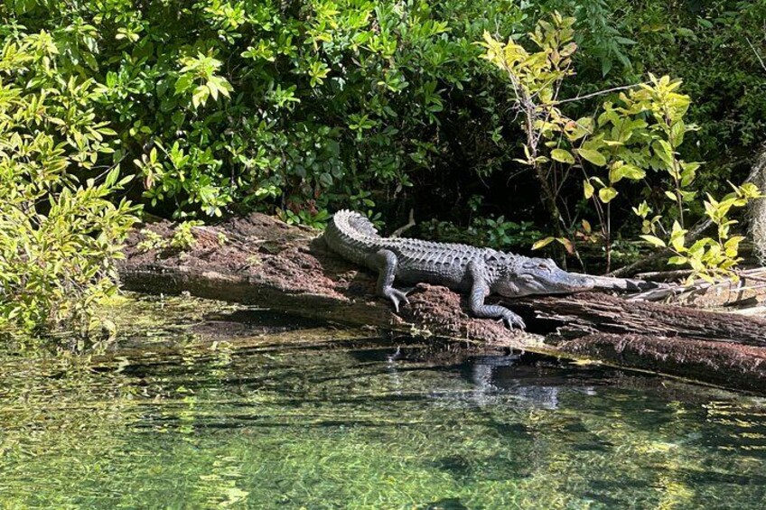 Gators are really happy on the Silver River. Because there is plenty of food for them on the river, they are very docile. 1