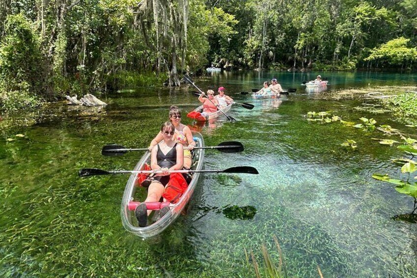Gators are abundant on the Silver River. Our guides will spot them and help you view them safely 5
