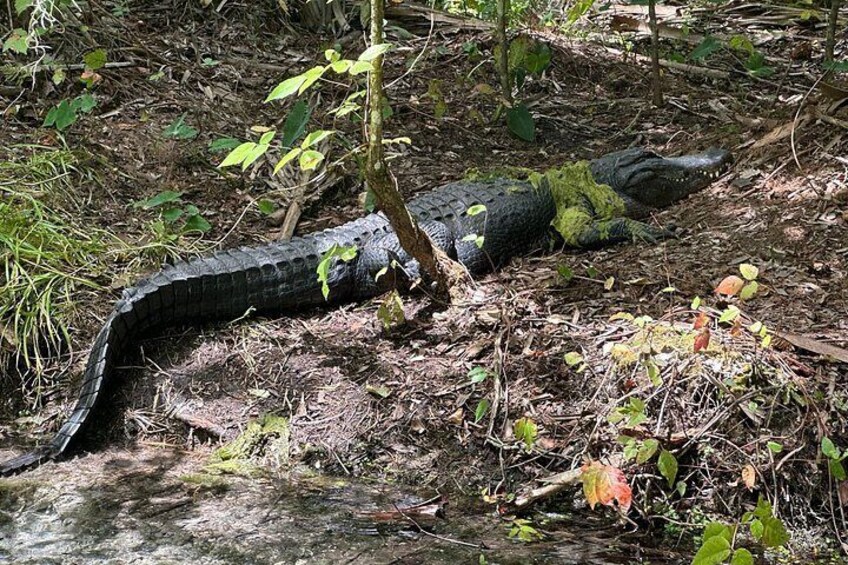 Another beautiful gator on this true Florida adventure. 5