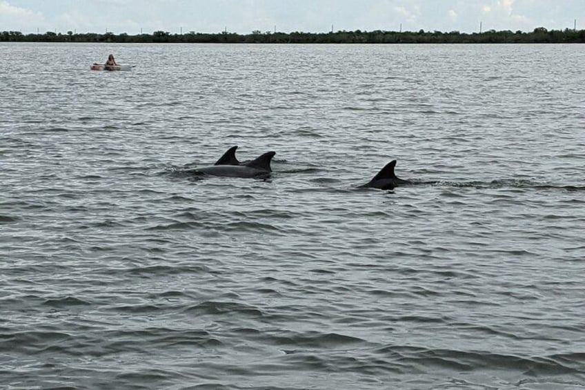 Spotting dolphins in the lagoon is the highlight of our tours