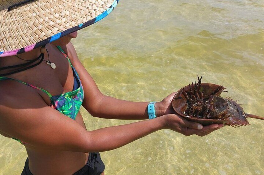 Horseshoe crabs are abundant in the Indian River Lagoon