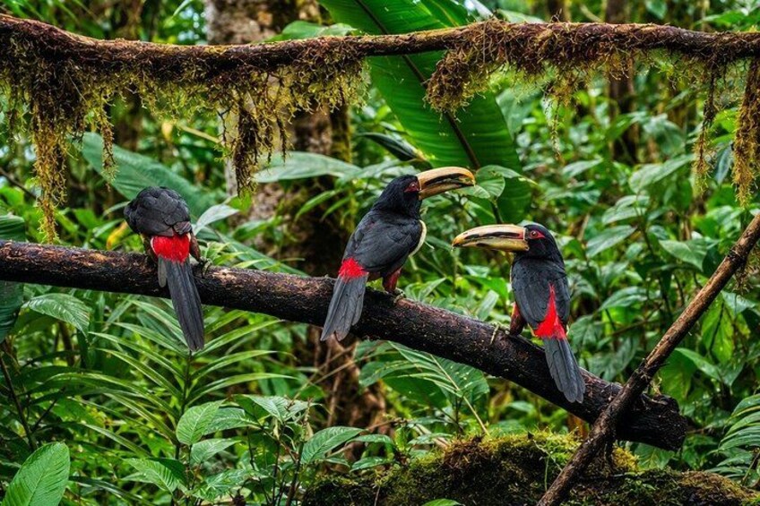 Toucans perched on a moss-covered branch in a lush green forest. 4