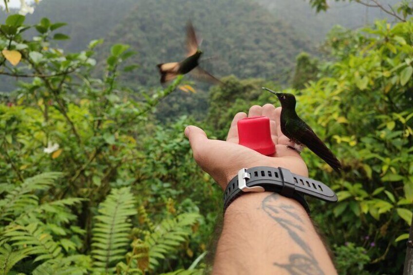 A hand holding a red object with a hummingbird perched on it, surrounded by lush greenery. 5