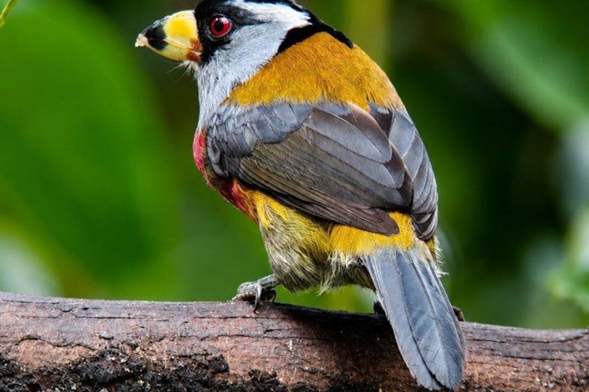 Mindo Cloud Forest Private Tour: Chocolate, Coffee, Birds, Nature 5