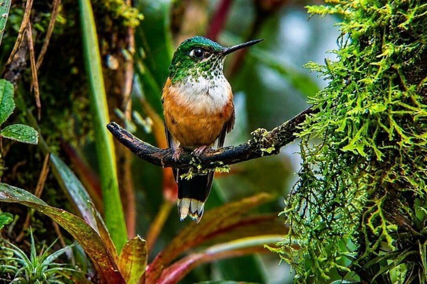 A bird perched on a moss-covered branch in a lush green environment. 3