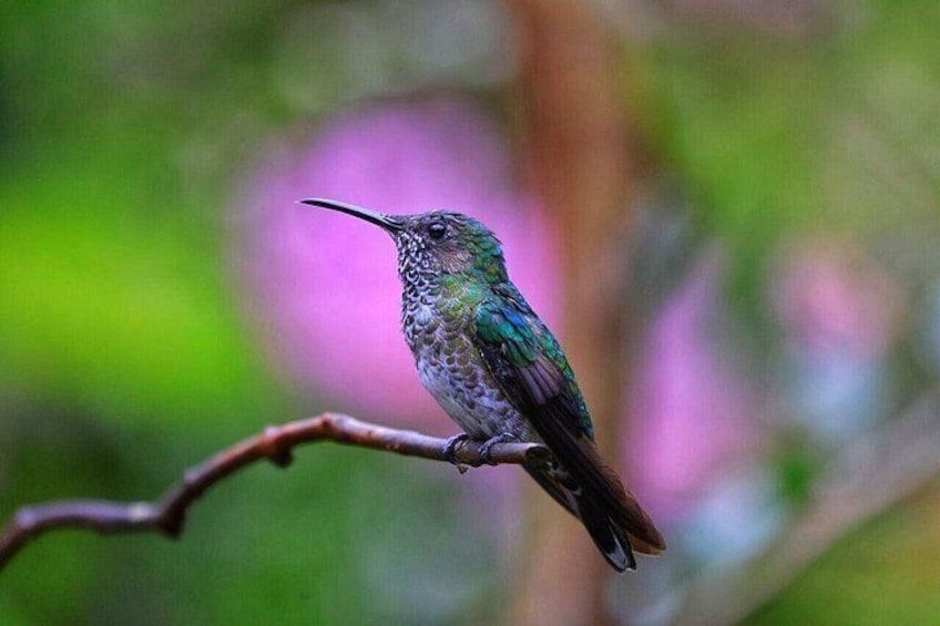 Mindo Cloud Forest Private Tour: Chocolate, Coffee, Birds, Nature 5